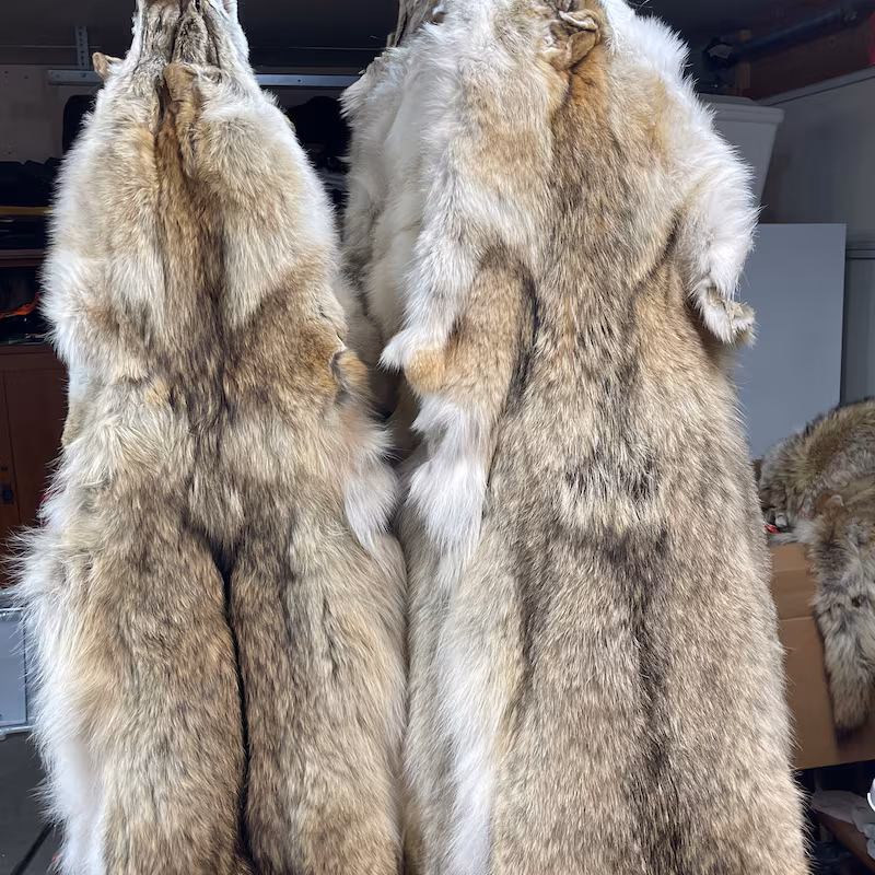 Coyote Pelt